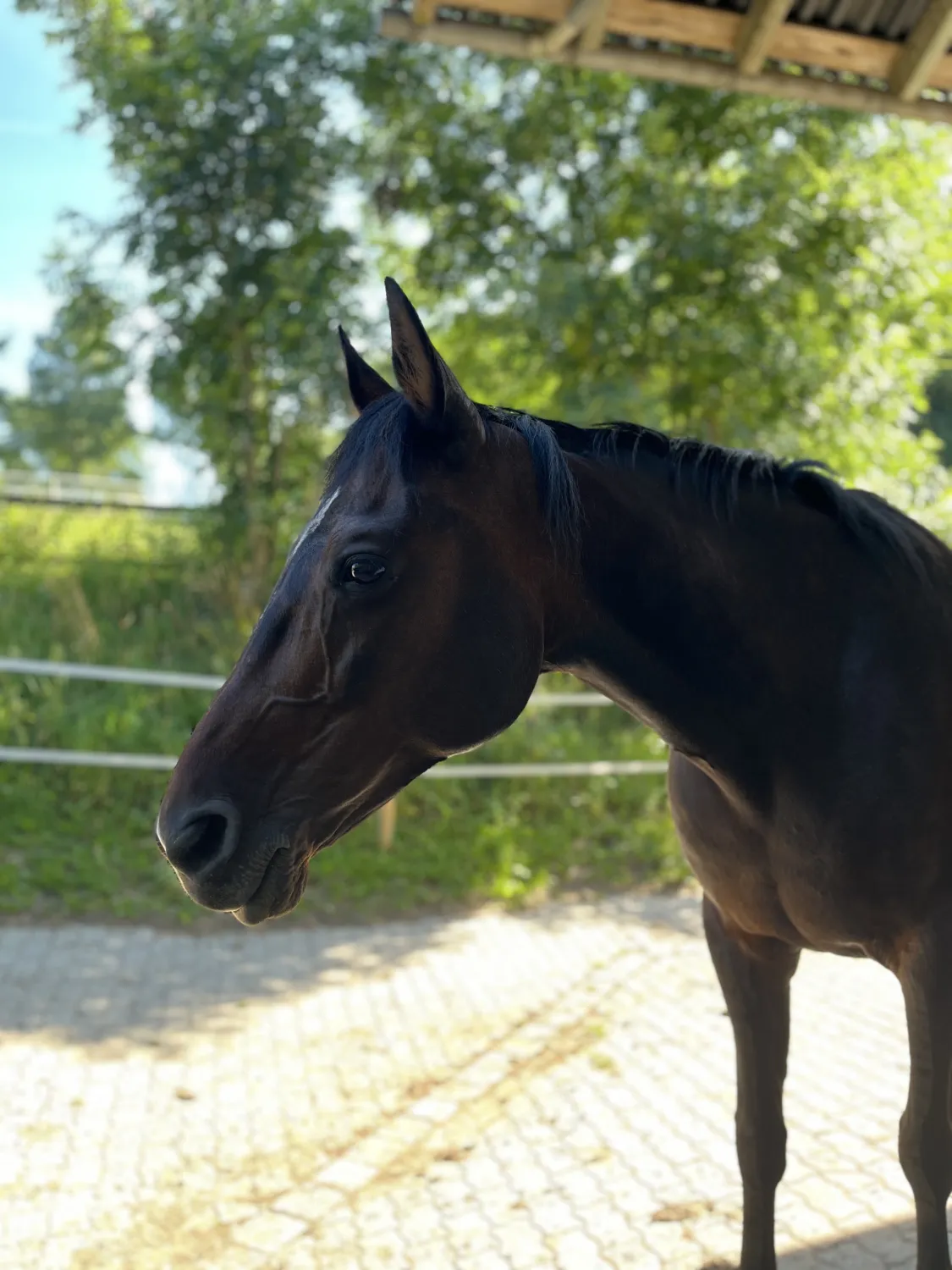 Pferderanch Sauerland – pferd