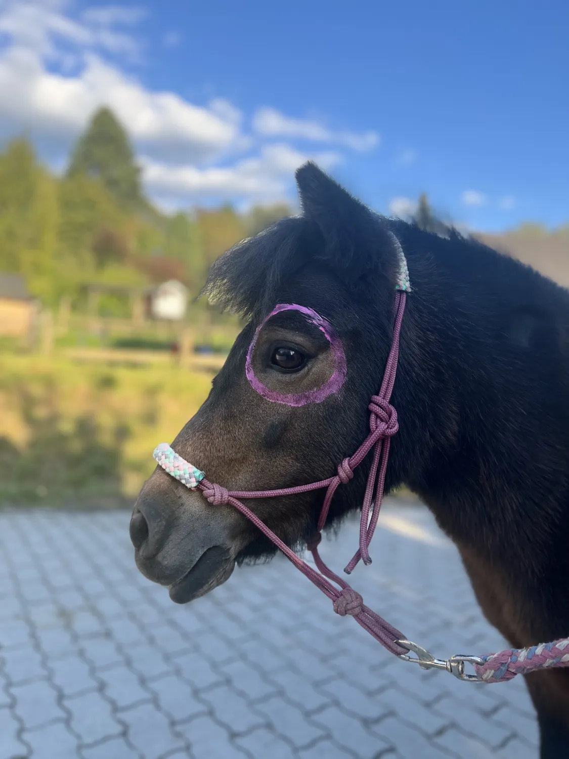 Pferderanch Sauerland – ein Pony mit einem Kreis aus rosa Farbe um das Auge