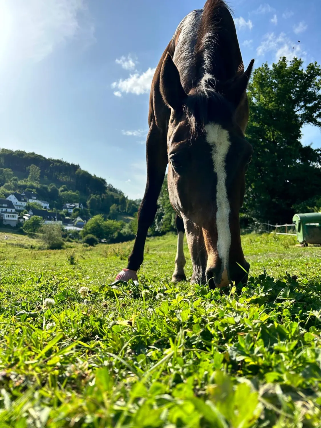 Pferderanch Sauerland – ein Pferd, das frisches Gras frisst