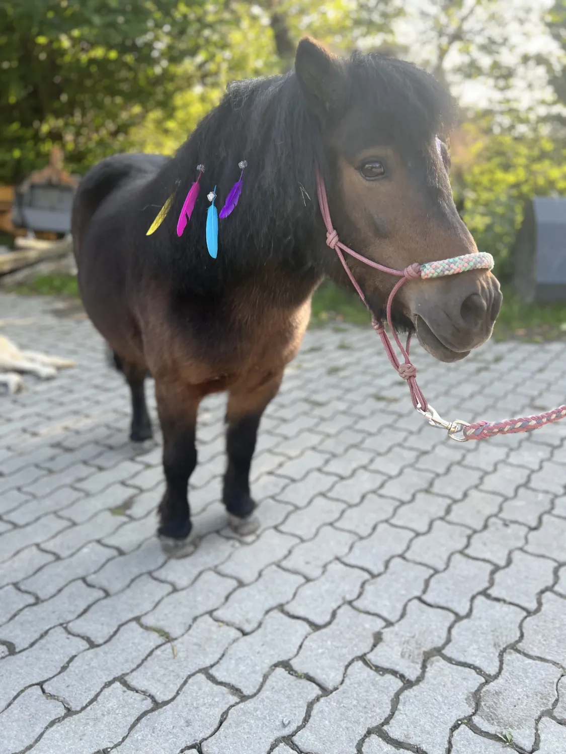Pferderanch Sauerland – ein Pony, dessen Hinterteil mit bunten Farben bemalt ist und dessen Schweif mit Federn verziert ist.