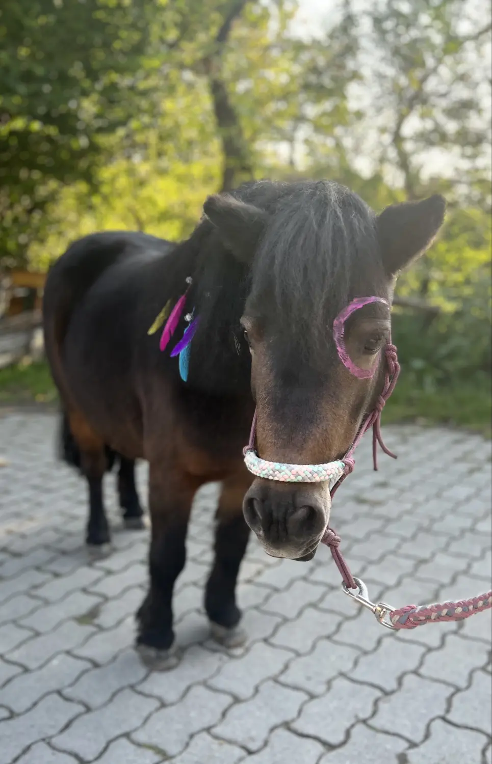 Pferderanch Sauerland – ein Pony, dessen Hinterteil mit bunten Farben bemalt ist und dessen Schweif mit Federn verziert ist.