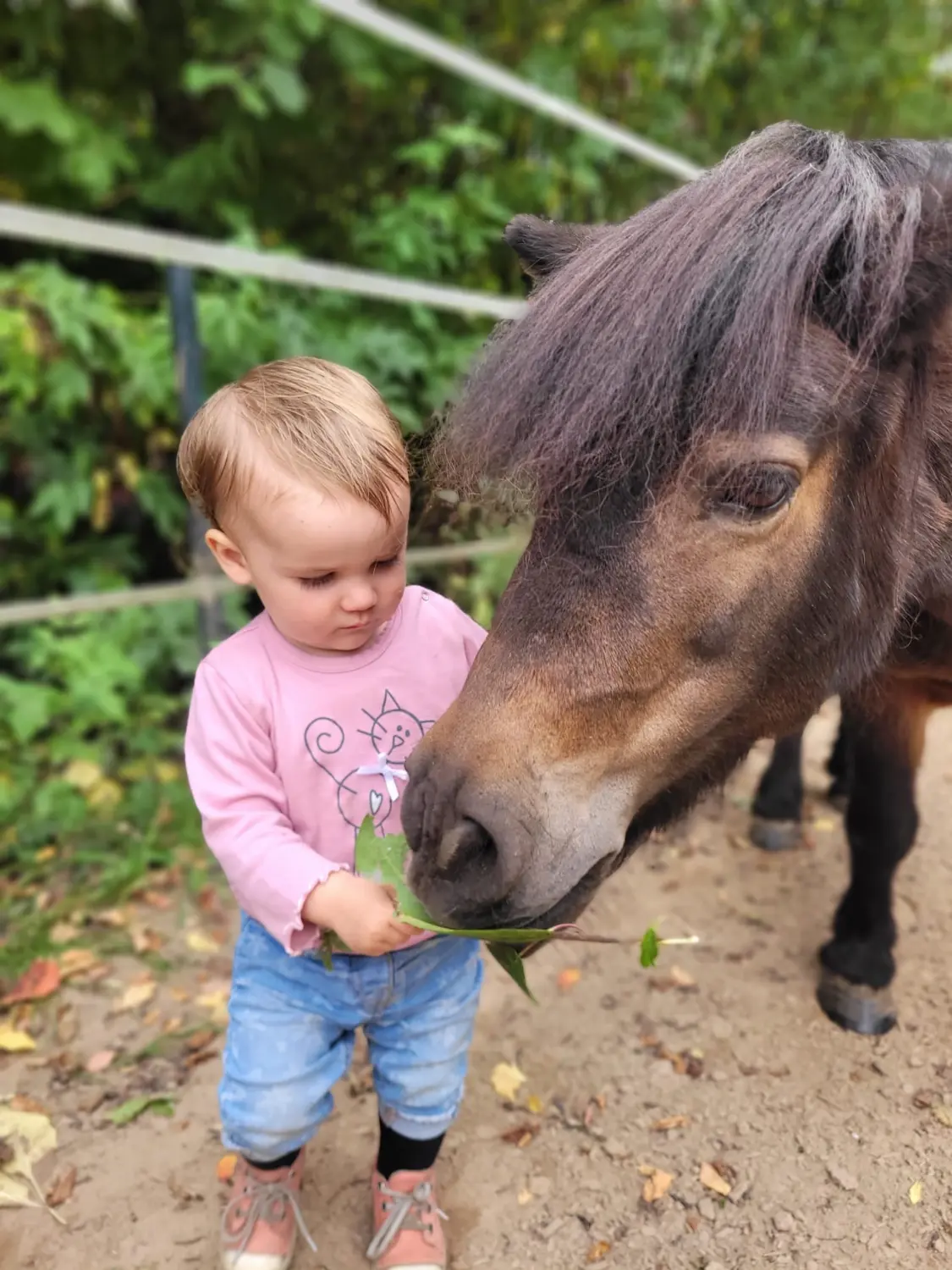 Pferderanch Sauerland – Pferd Frida mit kleinem Kind