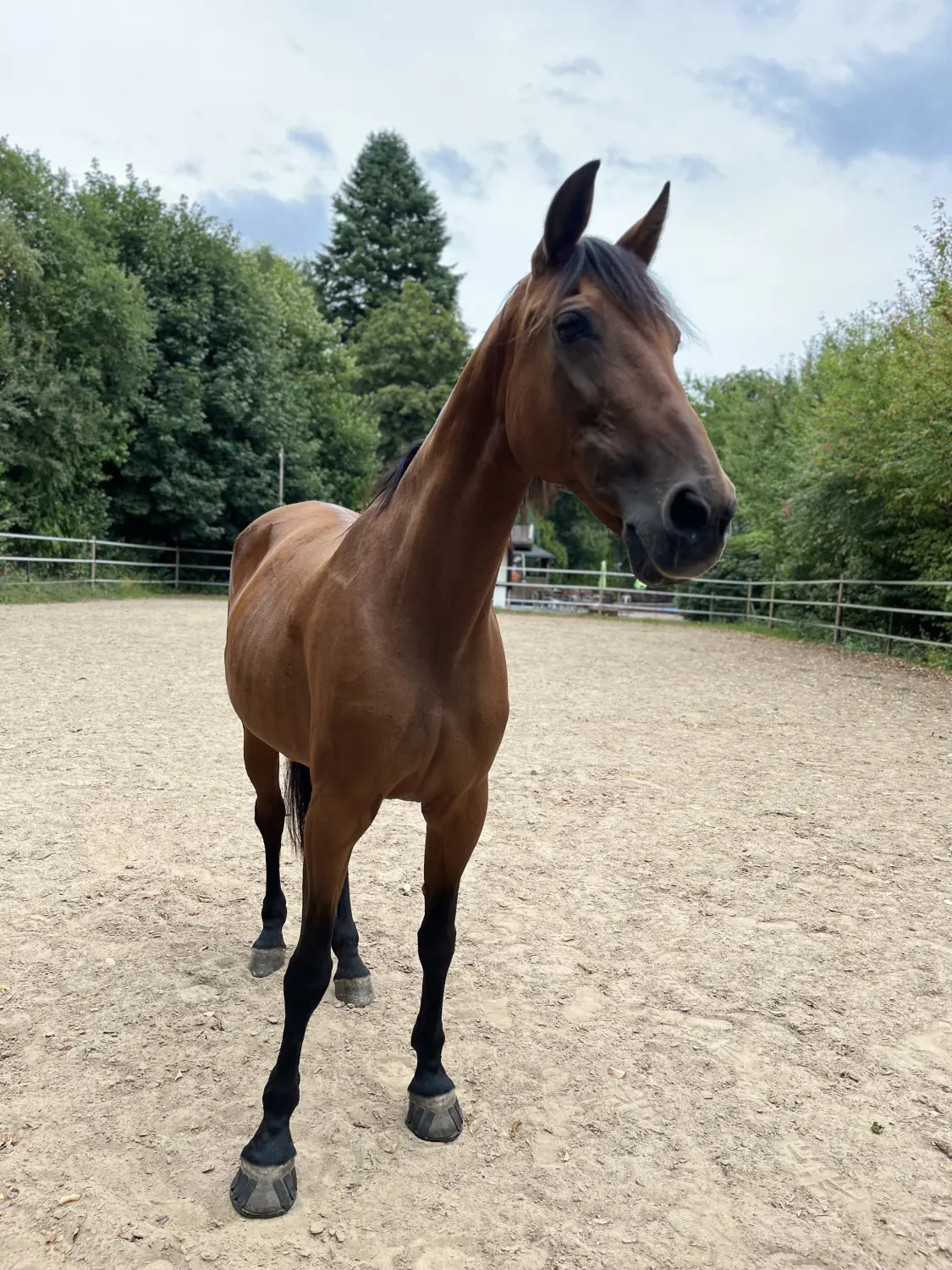 Pferderanch Sauerland – Pferd Vamella