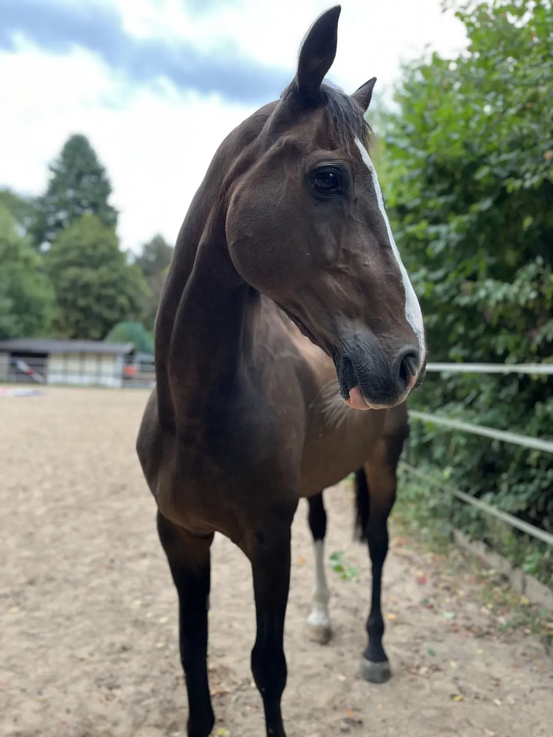 Pferderanch Sauerland – Pferd Rio