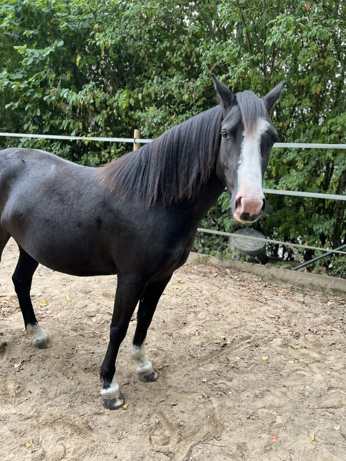 Pferderanch Sauerland – Pferd Clemi