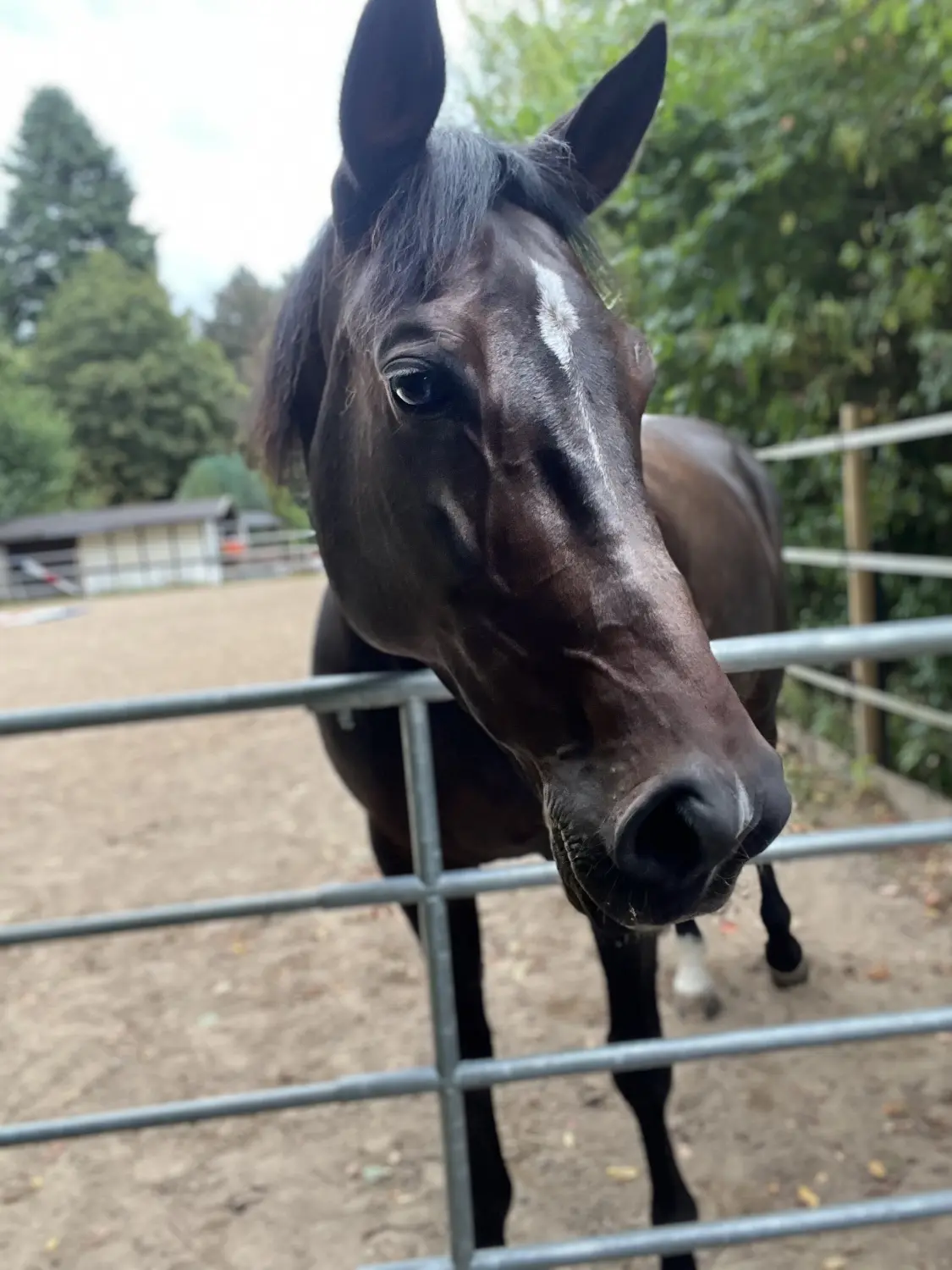 Pferderanch Sauerland – Pferd  Trixi