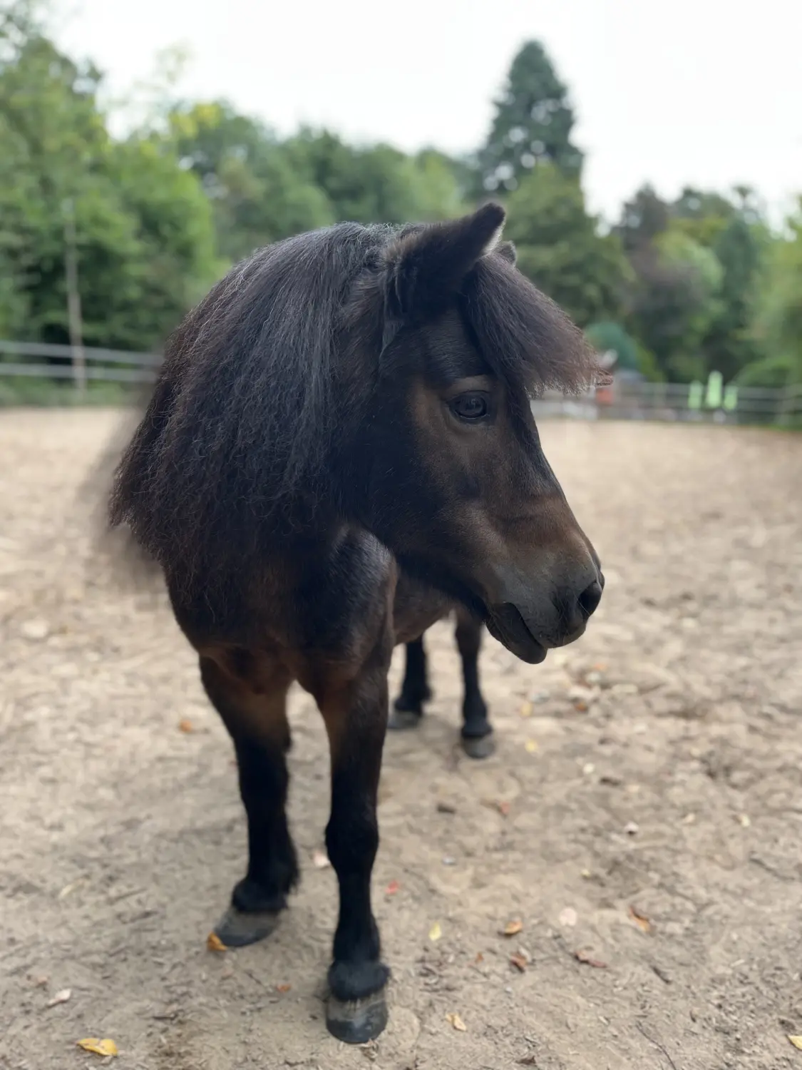 Pferderanch Sauerland – Pferd Frida