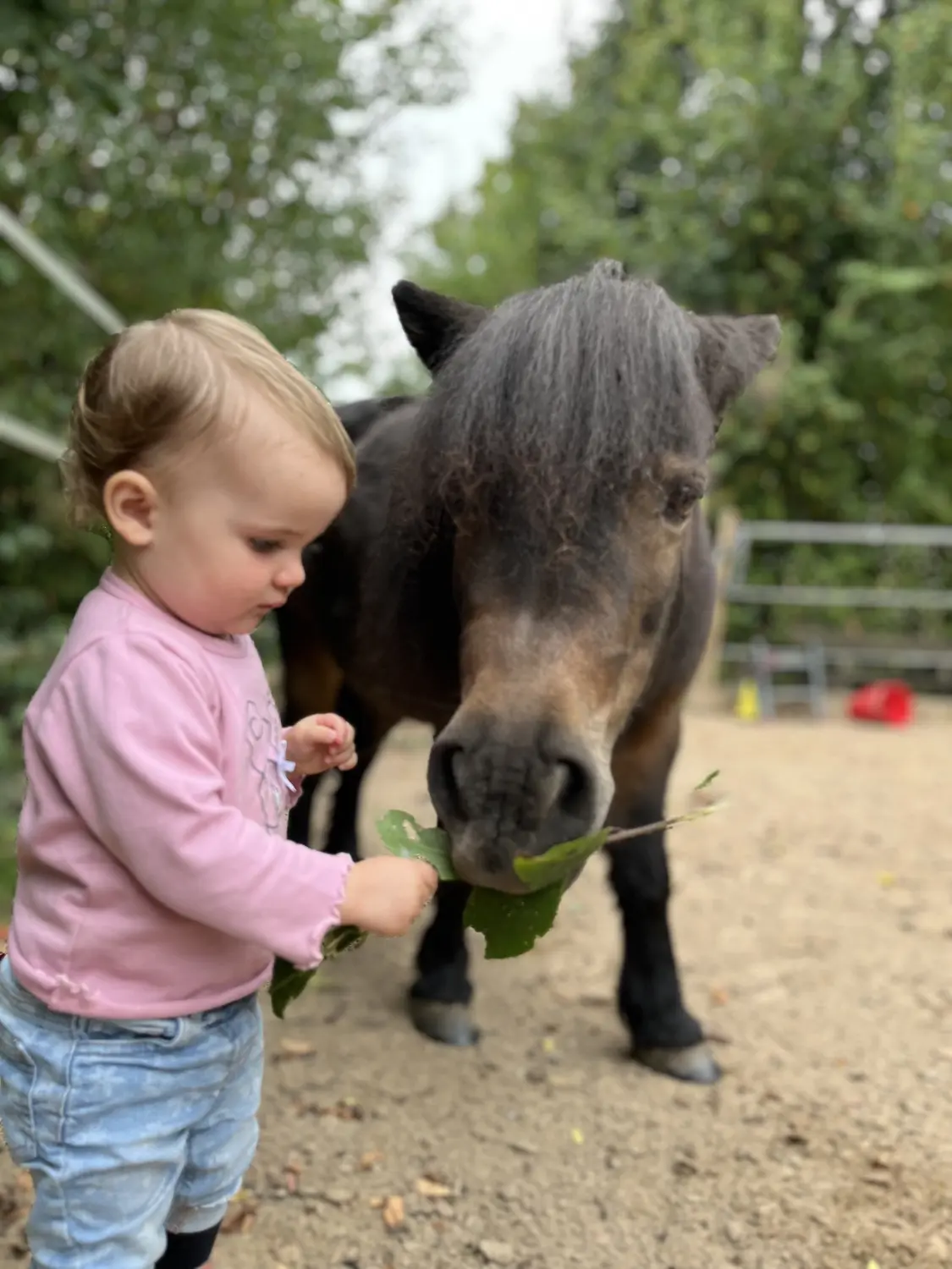 Pferderanch Sauerland – Pferd Frida mit kleinem Kind