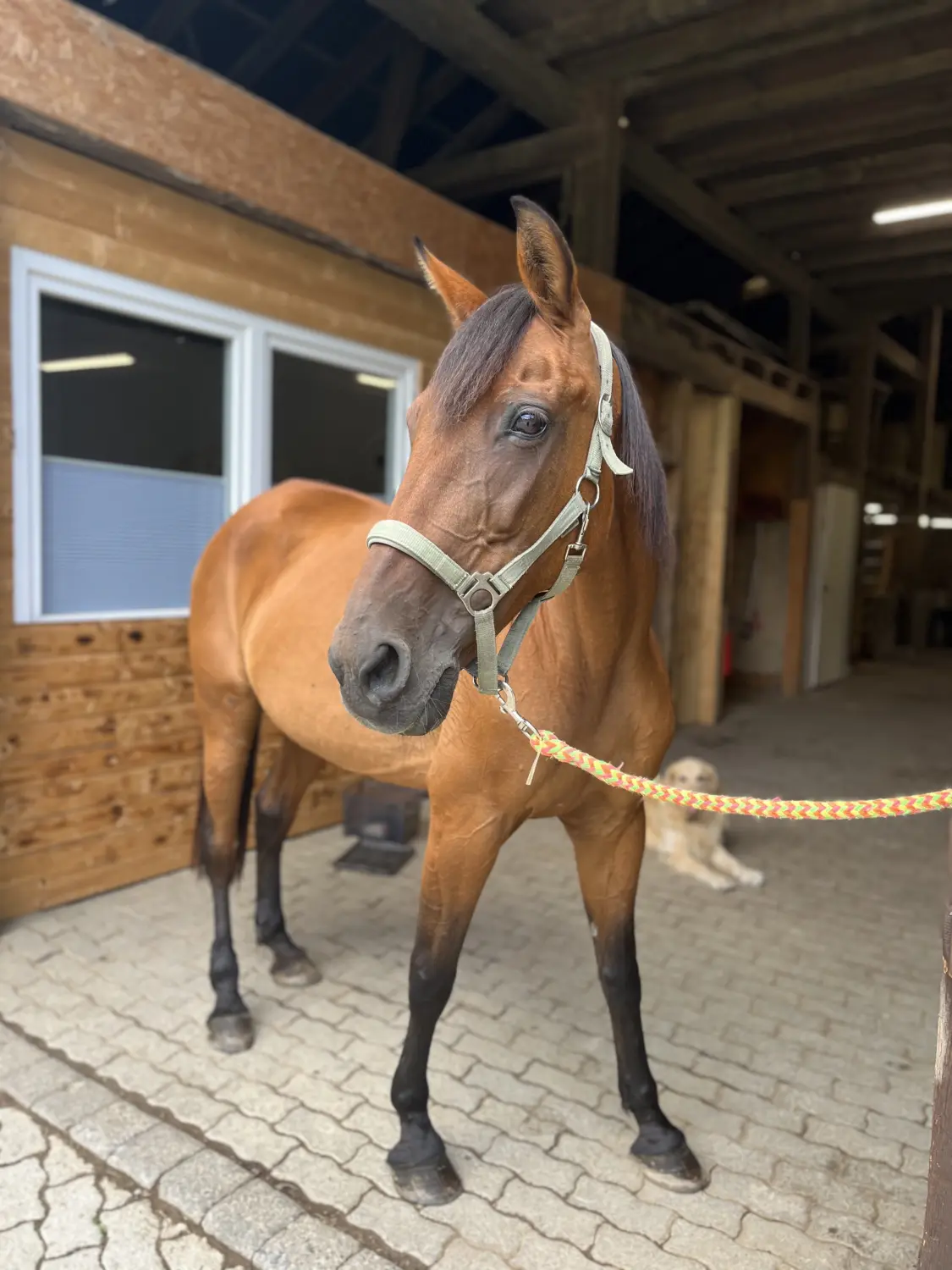 Pferderanch Sauerland – ein Pferd steht in einem Stall 