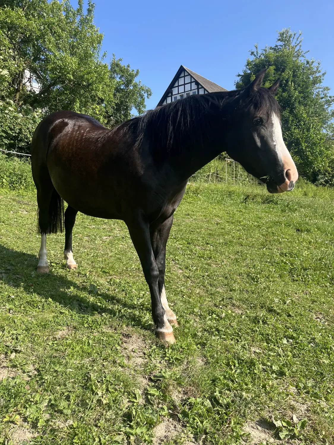 Pferderanch Sauerland – ein Pferd steht in einem Stall 