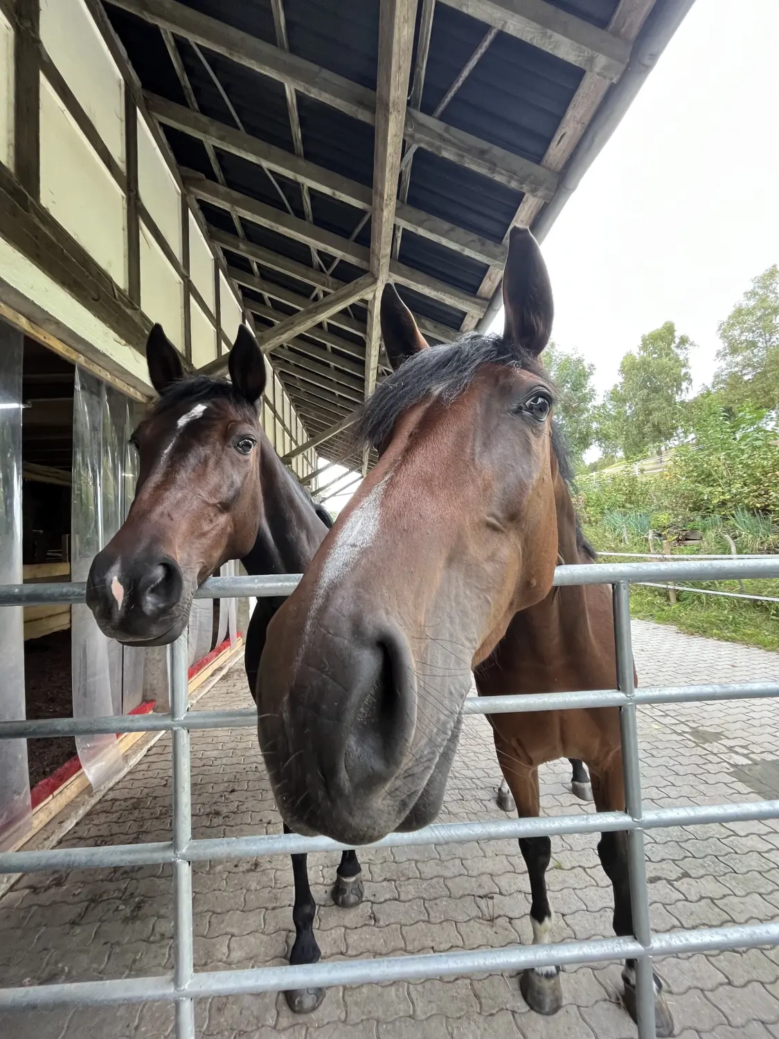 Pferderanch Sauerland – zwei Pferde in einem Stall 