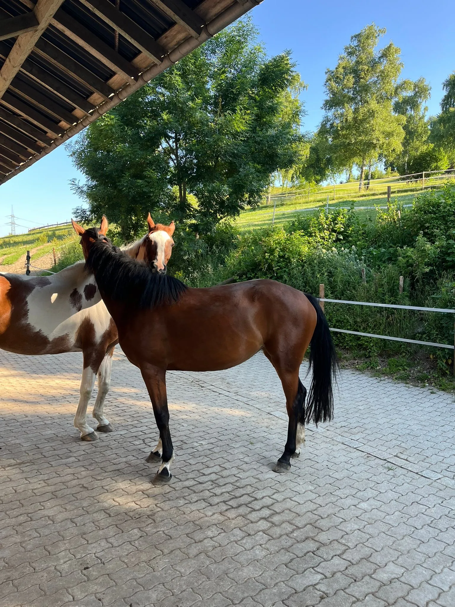 Pferderanch Sauerland – zwei Pferde in einem Stall oder einer Scheune