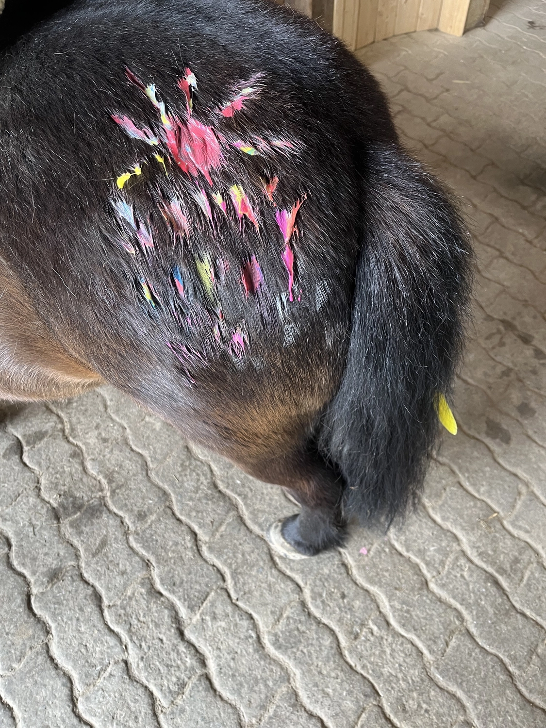 Pferderanch Sauerland – ein Pony, dessen Hinterteil mit bunten Farben bemalt ist und dessen Schweif mit Federn verziert ist.
